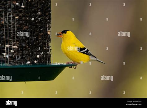 Male American Goldfinch in breeding plummage on feeder Stock Photo - Alamy