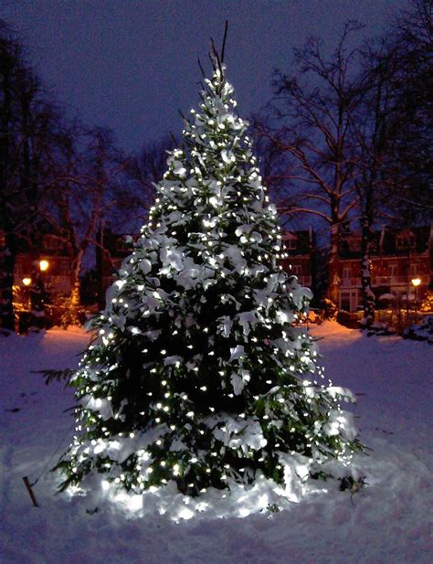 Best Christmas Tree Light Ideas To Make Your Home Shine | Outdoor ...