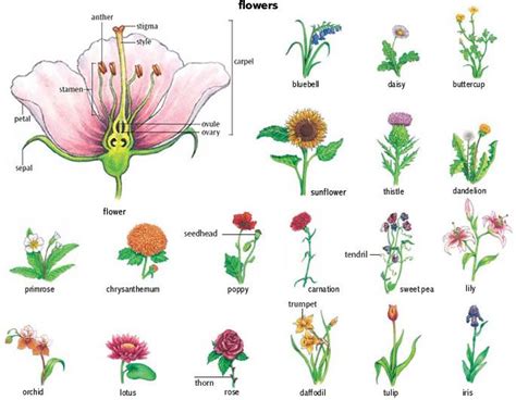 Types of Flowering Plants | Biology | Pinterest | Plants and Botany