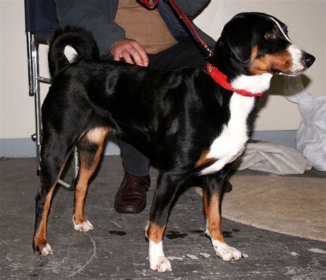 Musings of a Biologist and Dog Lover: Unusual Breed: Appenzeller Sennenhund