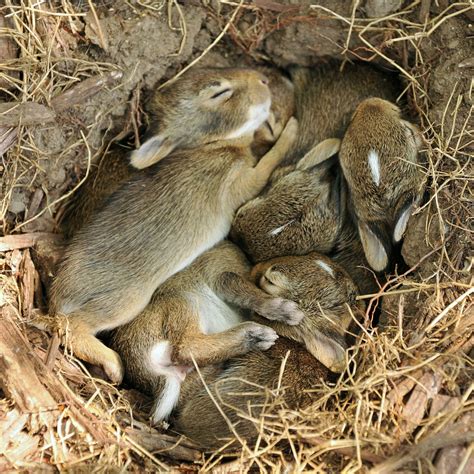 Content in a Cottage: Rabbit Warren