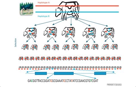 The future of livestock breeding: genomic selection for efficiency ...