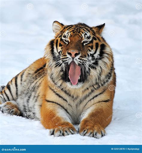 Siberian tiger stock photo. Image of animals, habitat - 32512878