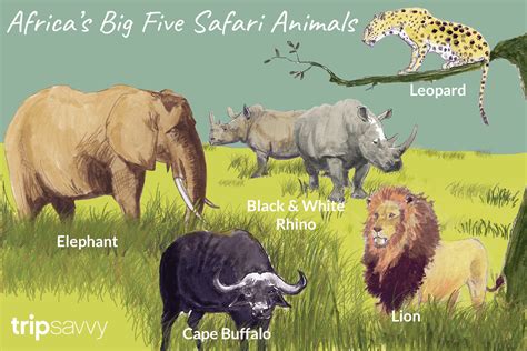 An Introduction to Africa's Big Five Safari Animals