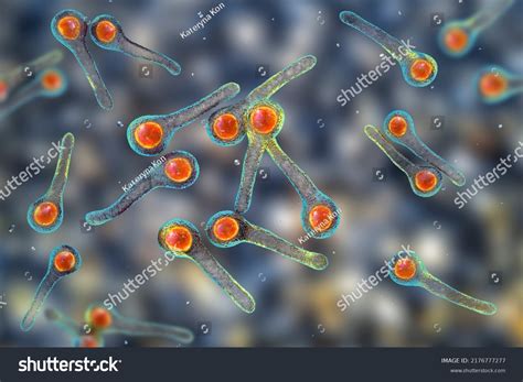 Clostridium Tetani Spores