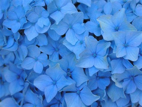 Blue Big Flower Wallpaper : 500 Blue Flower Pictures Hd Download Free ...