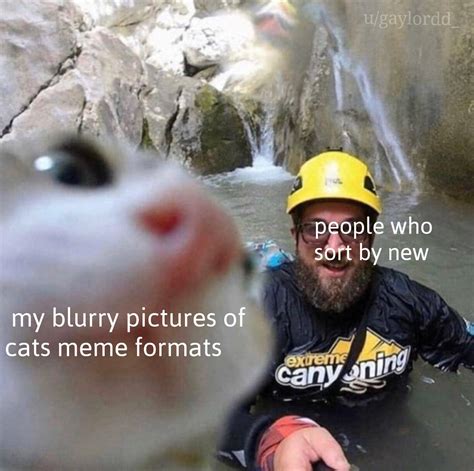 Blurry picture of a cat : r/memes