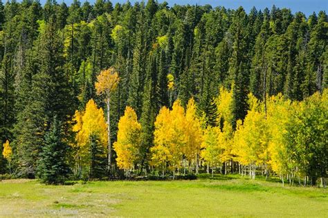 Pacific Northwest Photography: Arizona: Kaibab Plateau