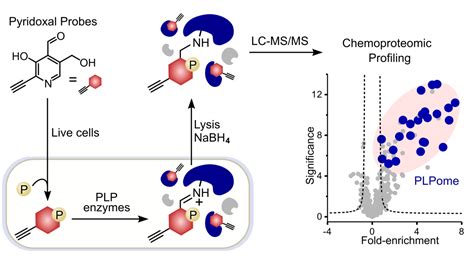 Mining the cellular inventory of pyridoxal phosphate-dependent enzymes ...