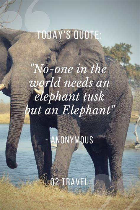 "No-one in the world needs an elephant tusk but an Elephant" | Cool ...