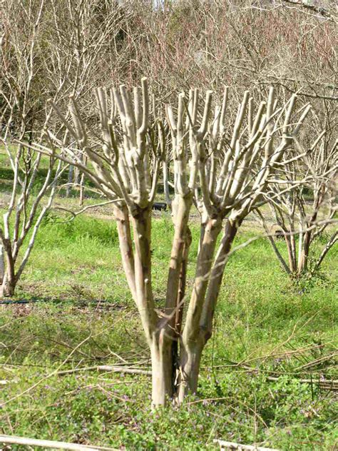 Pruning Crape Myrtles – Center for Urban Agriculture