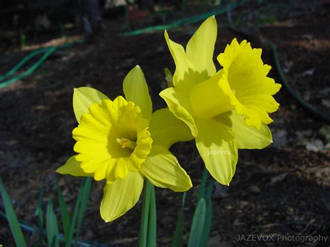 Gardeners Land: Yellow Daffodil Flowers In The Spring Time