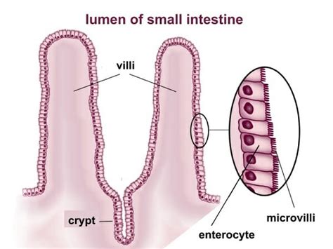 Simple Columnar Epithelium - Definition & Function | Biology Dictionary