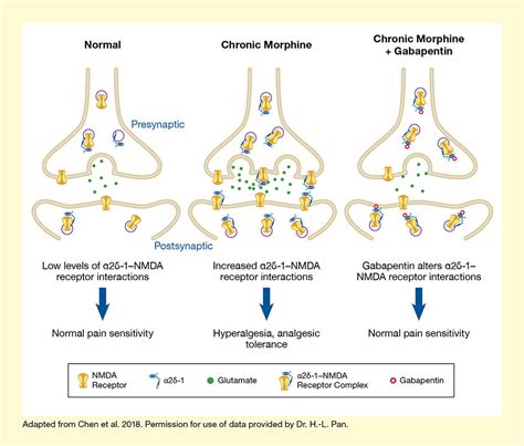 α2δ-1–NMDA Receptor Interactions Are Responsible for Increases in Pain ...