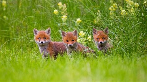 Fox Cubs Wallpapers - Wallpaper Cave