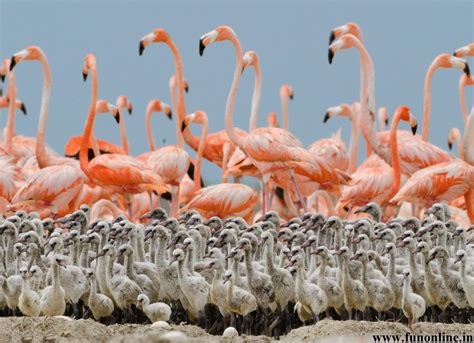 Flamingo Wallpapers - Wallpaper Cave