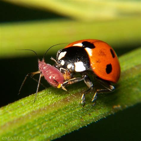 Aphids Ladybug