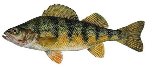 Yellow Perch: Species Information: Fisheries: Fish & Wildlife: Maine ...