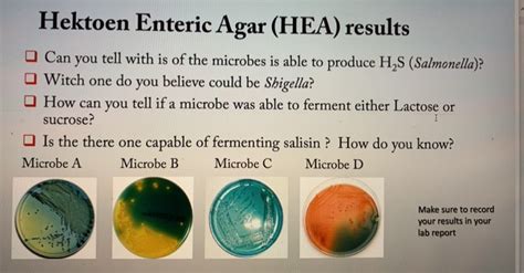 Solved Hektoen Enteric Agar (HEA) results Can you tell with | Chegg.com