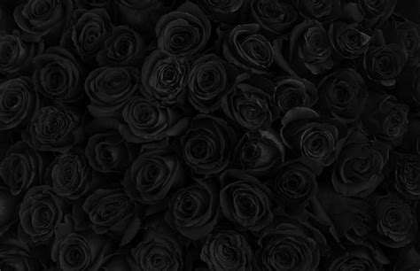 71+ Background Black Rose Images - MyWeb