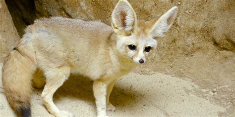 Fennec fox | Smithsonian's National Zoo