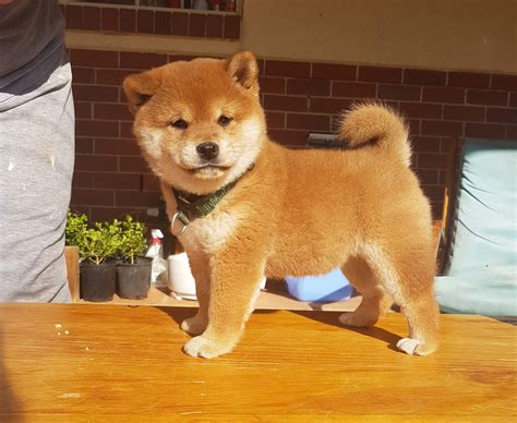 How to get Shiba Inu Puppies - Shiba Inu New Zealand