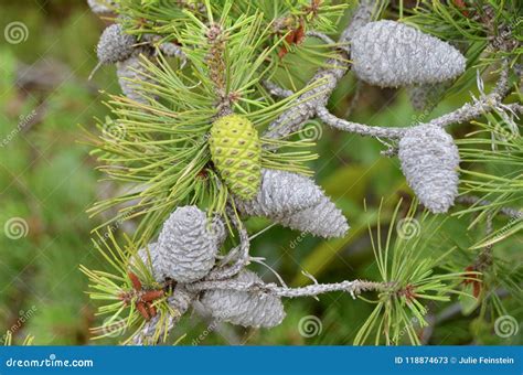 Pitch Pine stock image. Image of plant, pinus, tree - 118874673