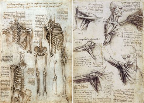 Leonardo Da Vinci's anatomy drawings | Anatomia para artistas, Desenho ...