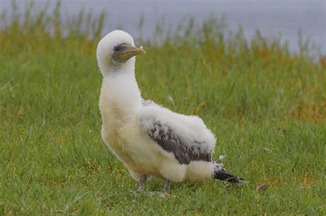 Norfolk Island. | BIRDS in BACKYARDS