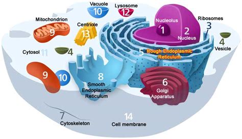 Domain Eukarya - The world of biology