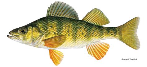 Yellow Perch | Vermont Fish & Wildlife Department