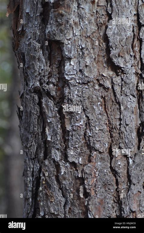 Bark of the Pitch Pine tree Stock Photo - Alamy