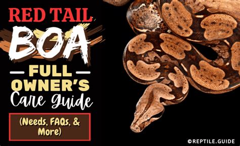 Red Tail Boa: Full Owner's Care Guide (Needs, FAQs, & More)