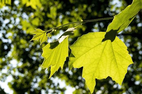 10 Trees with Big Leaves to Add Shade to Your Yard