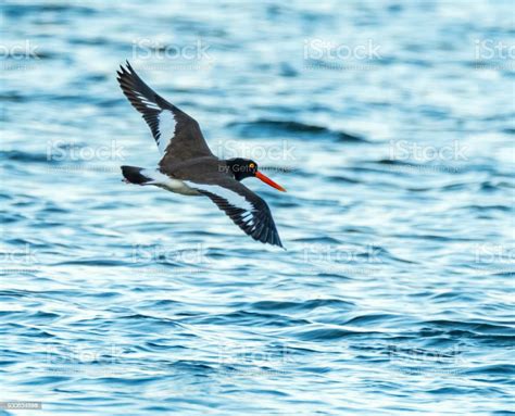 American Oystercatcher Flying Barnegat Bay Stock Photo - Download Image ...