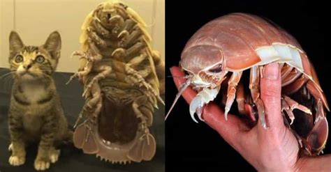 Facts About the Bathynomus Giganteus, The Largest Isopod