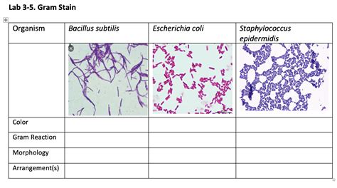 Staphylococcus Epidermidis Gram Stain