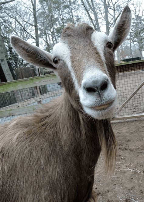 Toggenburg Goat: Moderate Milk Producers for Homesteads