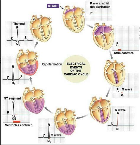 Pin by Mandy Bible on Vet tech stuff | Nurse, Cardiac nursing, Cardiac ...