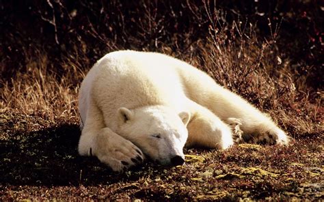 Wallpaper Polar bear sleeping, sunshine 2880x1800 HD Picture, Image