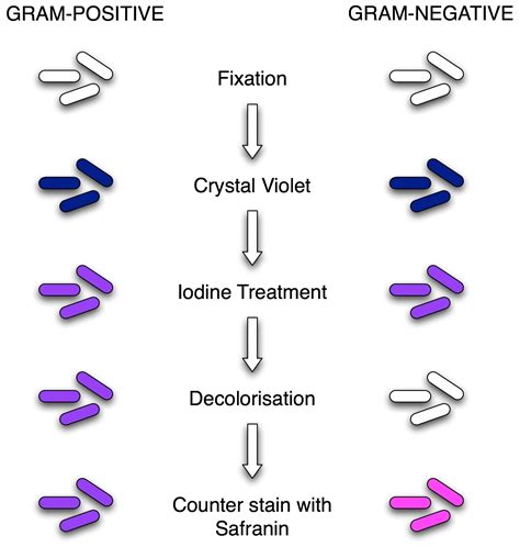 Gram Staining: Principle, Procedure, Results • Microbe Online