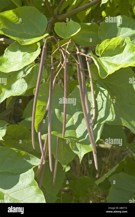 Seed pods of the Indian Bean Tree, Catalpa bignonioides Stock Photo ...