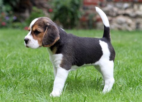 Beaglier (Beagle x Cavalier King Charles Spaniel Mix) Temperament ...