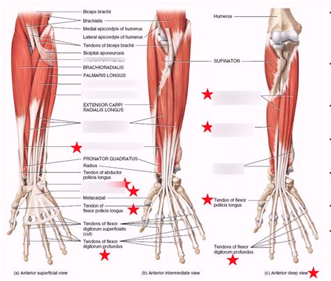 Extrinsic Muscles of Hand and Wrist Diagram | Quizlet