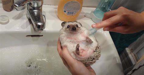 Adorable hedgehog gets scrubbed down for bath time