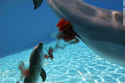 At-Pic: Cute Dolphin Giving Birth