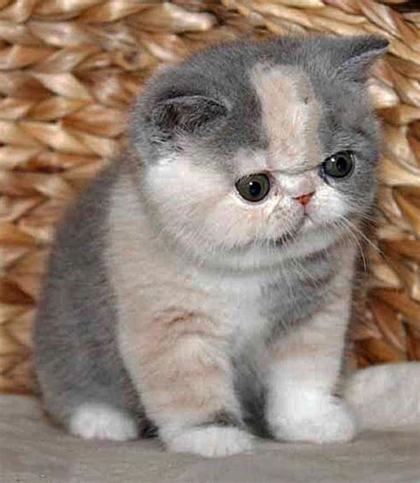 25+ best ideas about Exotic shorthair on Pinterest | Adorable kittens ...