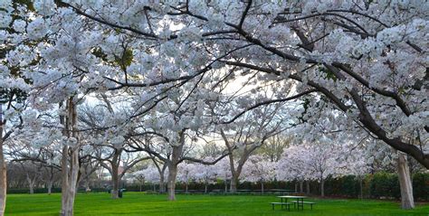 Cherry Trees Grace The Dallas Arboretum - Dallas Arboretum and ...