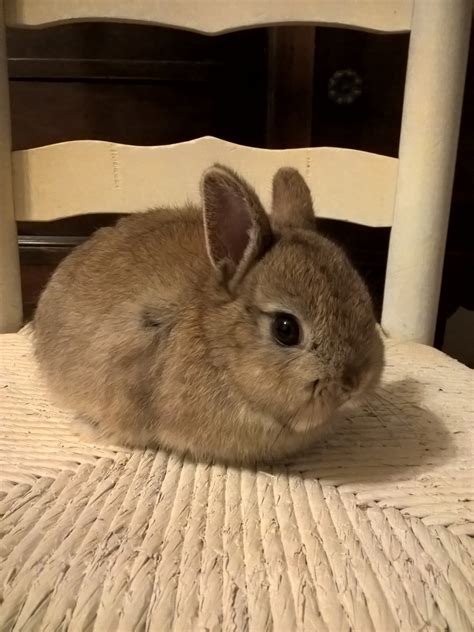 Netherland Dwarf rabbit Rabbits For Sale | Floral City, FL #184453