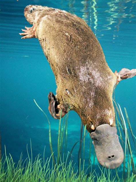 Learn all about adorable platypus animals and their unique ...